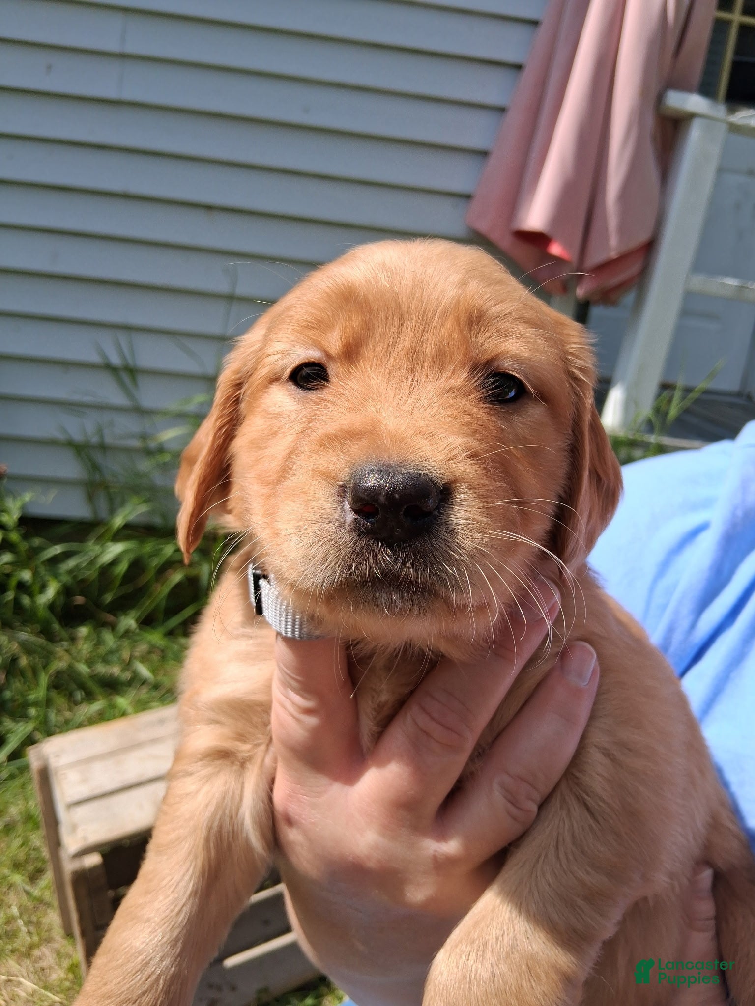 Golden Retriever dogs Golden Retriever 10 - Marina - Ad 1