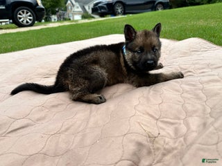 German Shepherd dogs - Ad 39