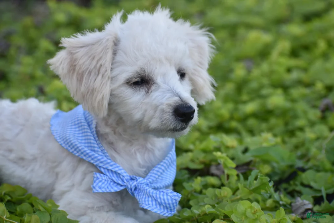 Bichpoo dogs for sale: Bichpoo 1 - Ad 4