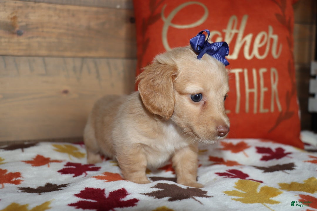 Miniature Dachshund dogs for sale: Terry  - Ad 9