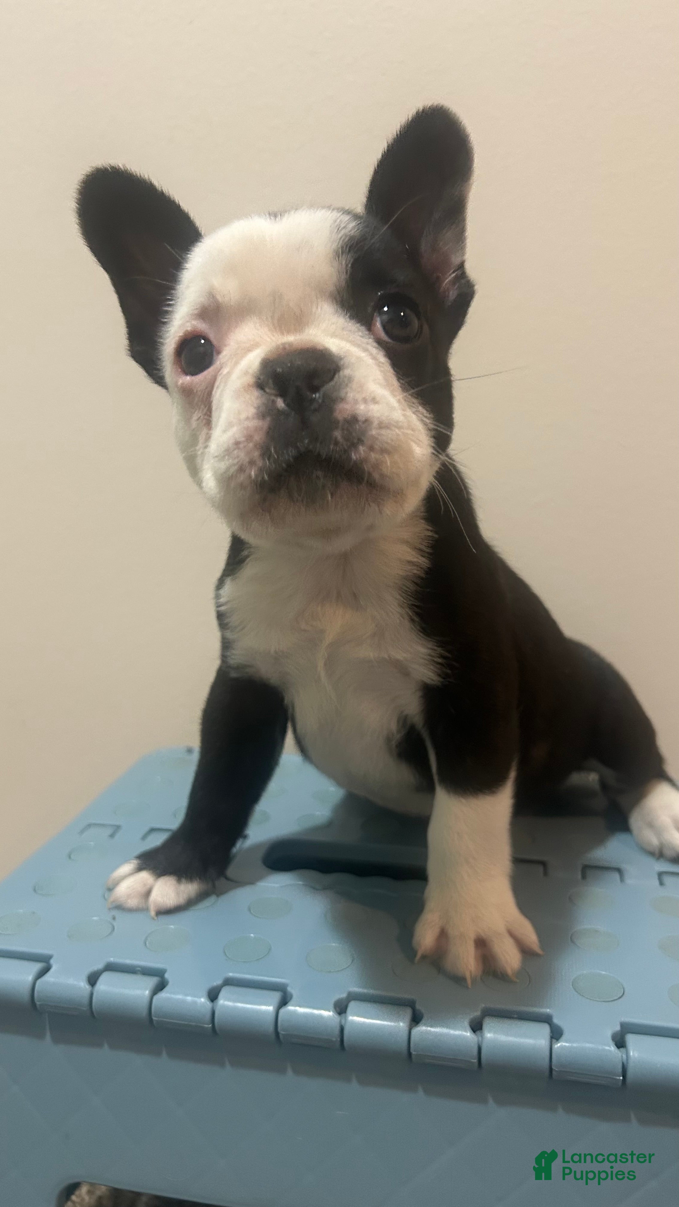 Frenchton dogs for sale: Panda  - Ad 2
