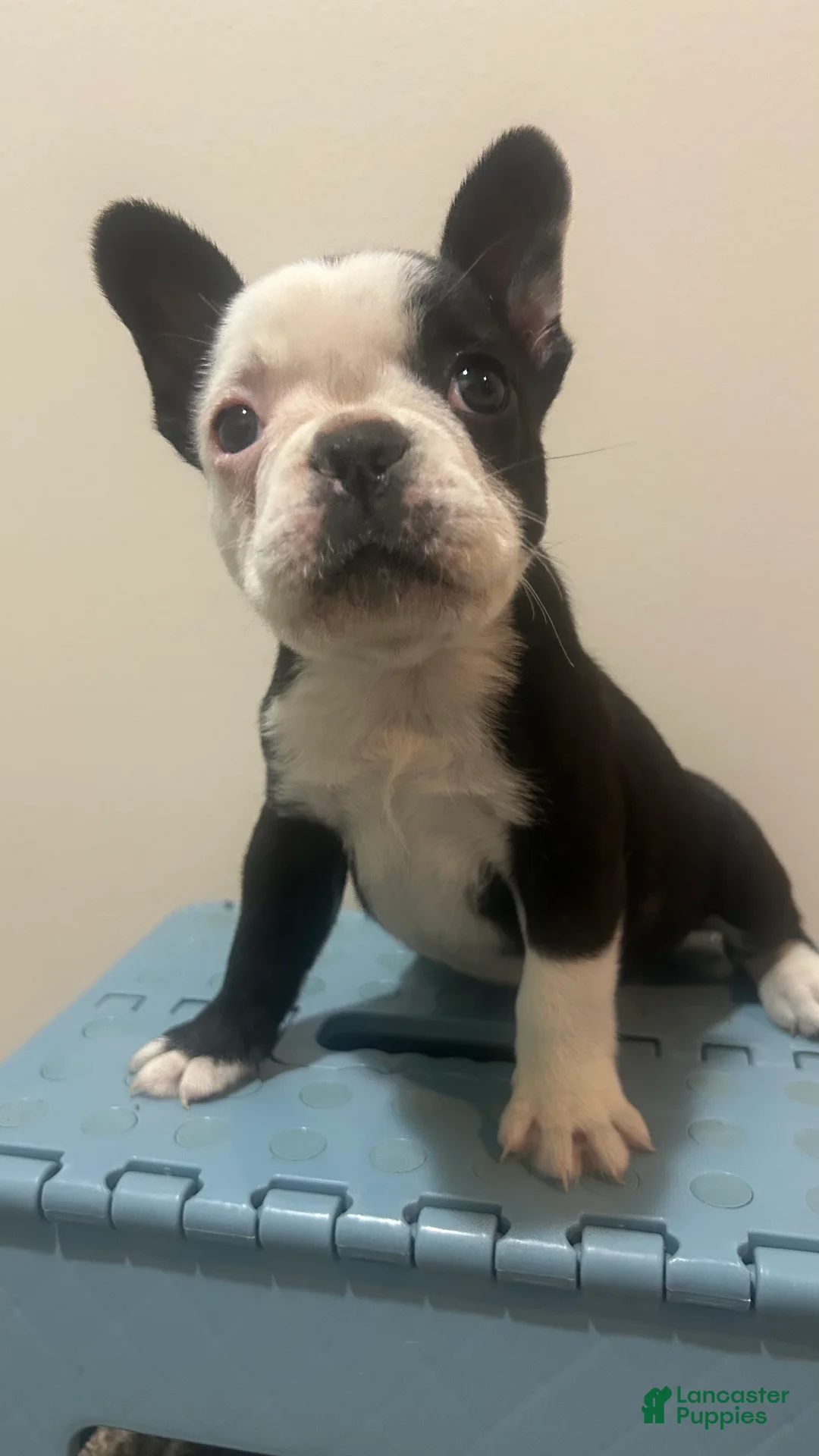 Frenchton dogs for sale: Panda  - Ad 1
