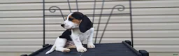 Beagle dogs for sale: GINGER - Ad 4