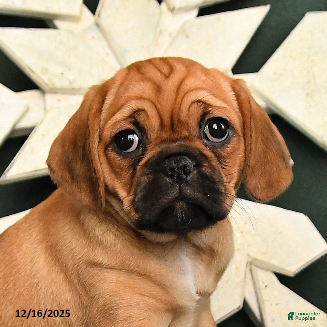 Mixed Breed dogs for sale: Rosie - Ad 2