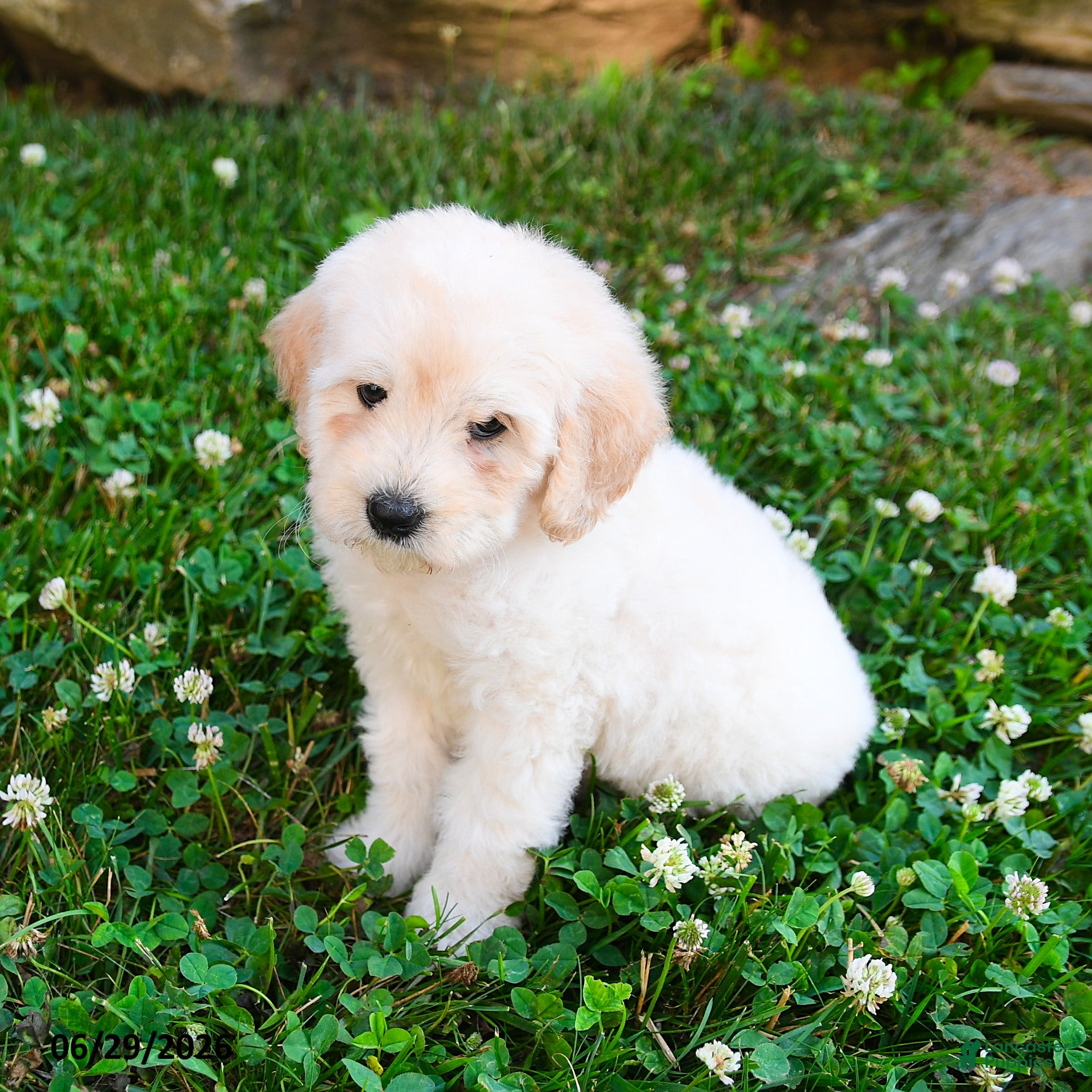 Mini Goldendoodle dogs Kayleen - Ad 2