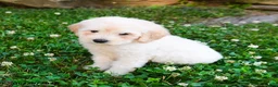 Mini Goldendoodle dogs for sale: Kayleen - Ad 2