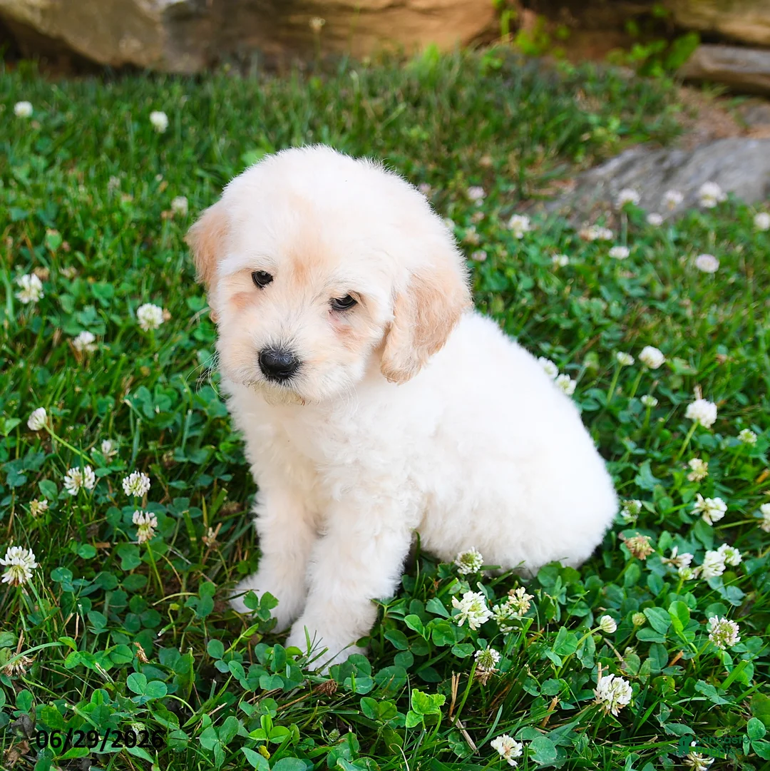 Mini Goldendoodle dogs for sale: Kayleen - Ad 2