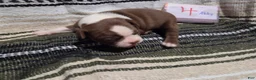 Boston Terrier dogs for sale: Abby Boston Terrier 4 - Ad 2