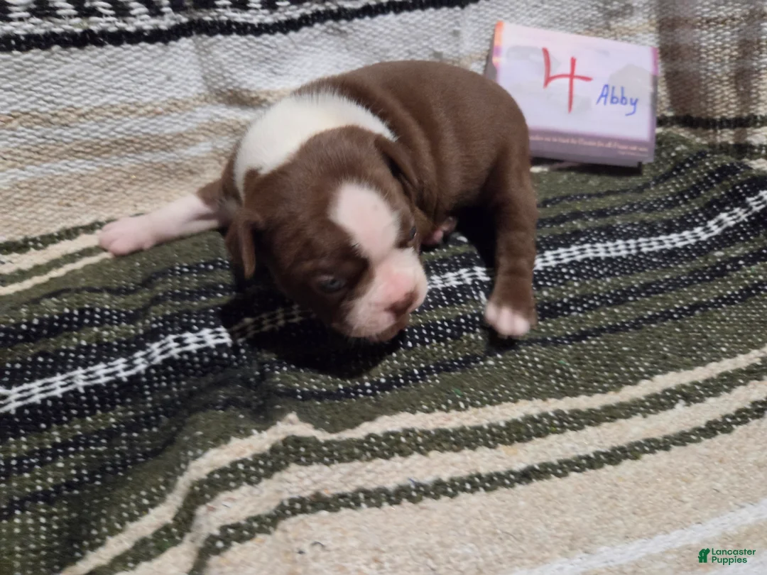 Boston Terrier dogs for sale: Abby Boston Terrier 4 - Ad 2