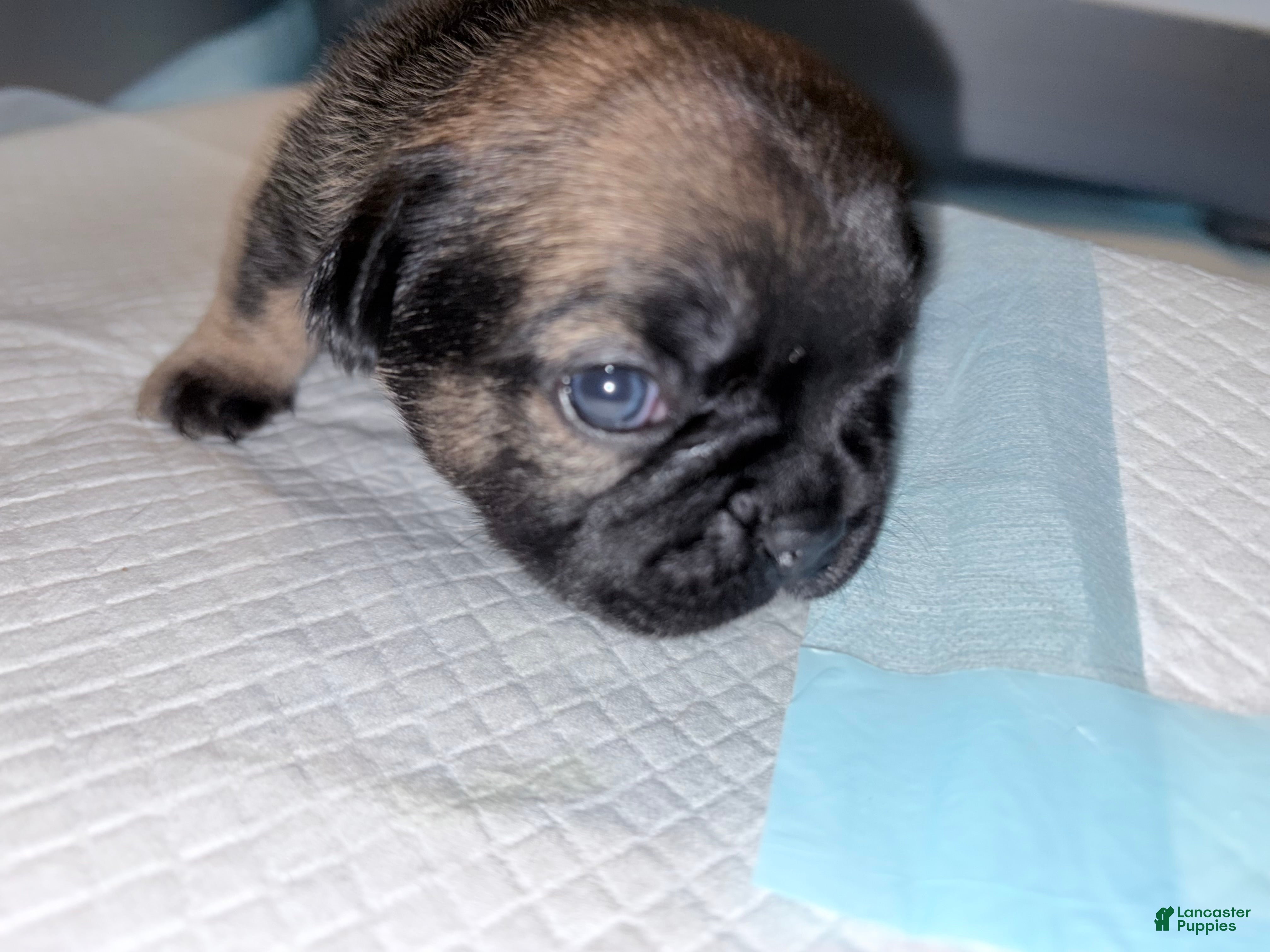 French Bulldog dogs for sale: French Bulldog Puppy 3 - Ad 3