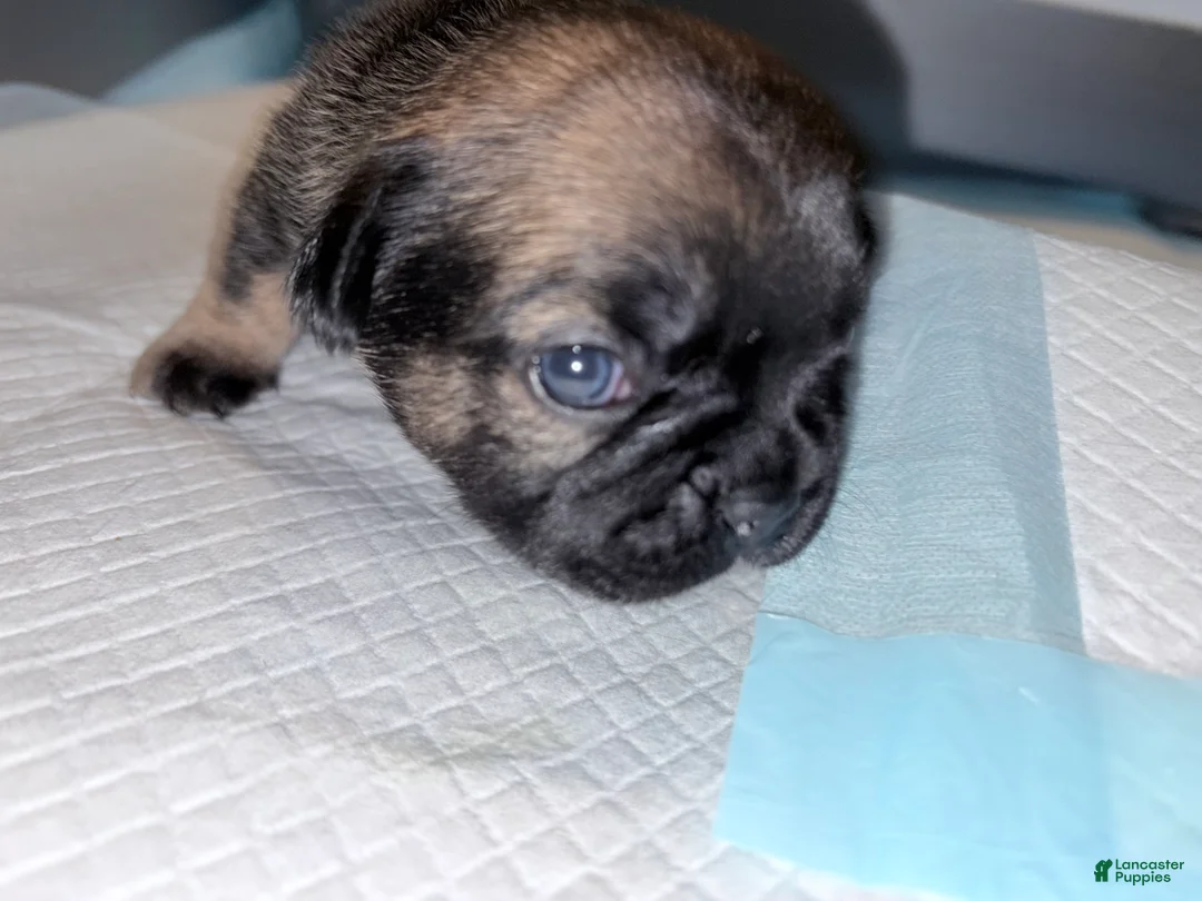 French Bulldog dogs for sale: French Bulldog Puppy 3 - Ad 1