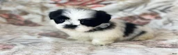 Shih Tzu dogs for sale: Oreo - Ad 2