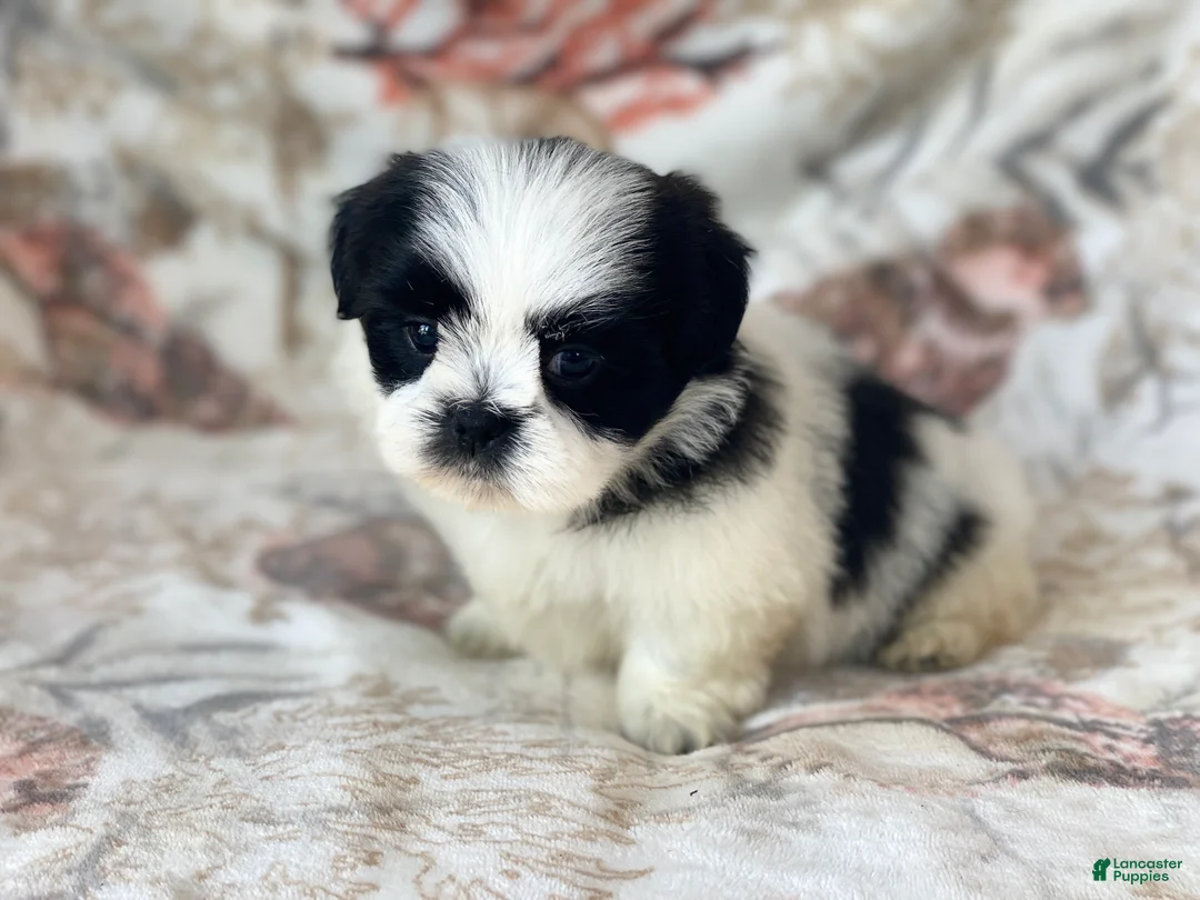 Shih Tzu dogs for sale: Oreo - Ad 2