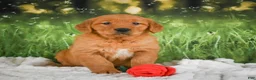 Golden Retriever dogs for sale: Sugar - Ad 10