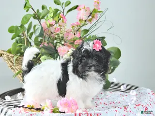 Havapoo dogs Elsa - Ad 3