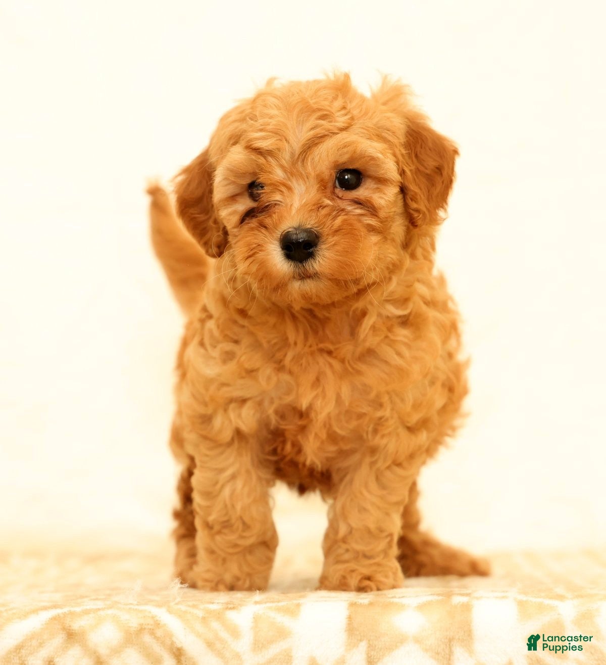 Mini Goldendoodle dogs Lance - Ad 2