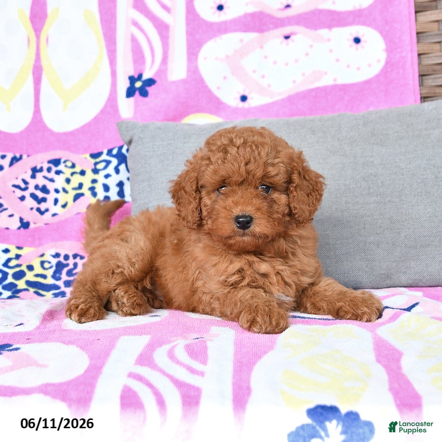 Mixed Breed dogs George - Ad 1