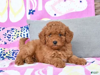 Mixed Breed dogs for sale: George - Ad 4