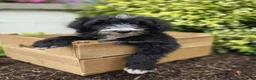 Mini Sheepadoodle dogs for sale: Smiley - Ad 7
