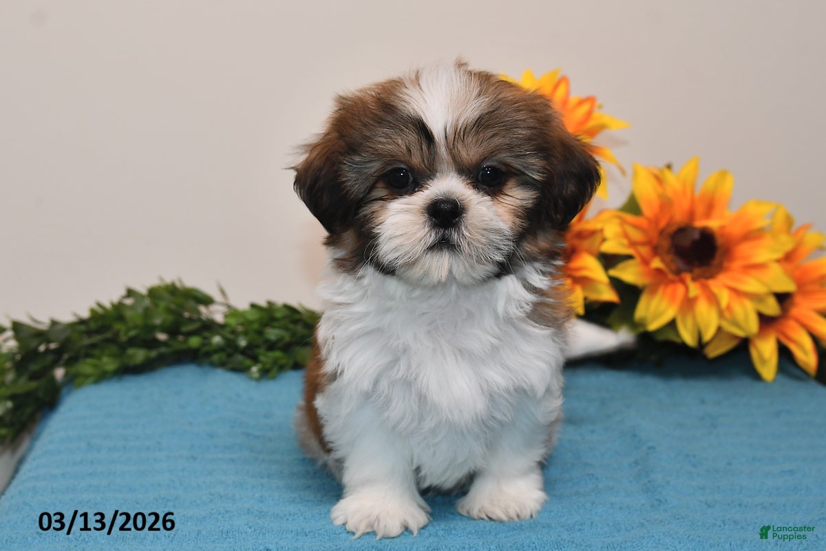 Shih Tzu dogs Cash - Ad 1