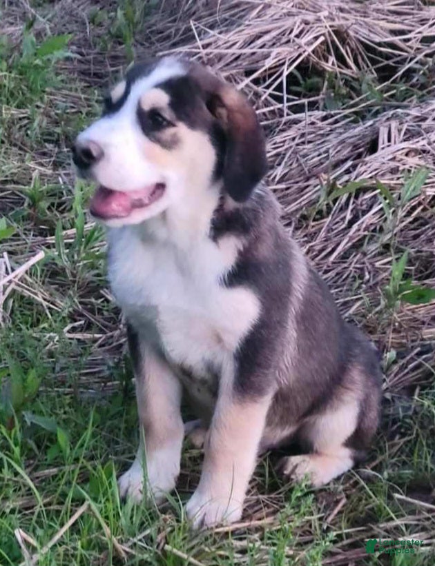 Mixed Breed dogs Junior - Ad 1