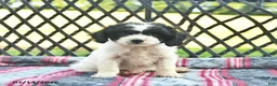 Cavapoo dogs for sale: Whisper  - Ad 4