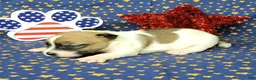 Jack Russell Terrier dogs for sale: Pyro CKC Reg male  - Ad 3