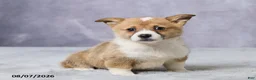 Welsh Corgi Pembroke dogs for sale: Axel - Ad 3