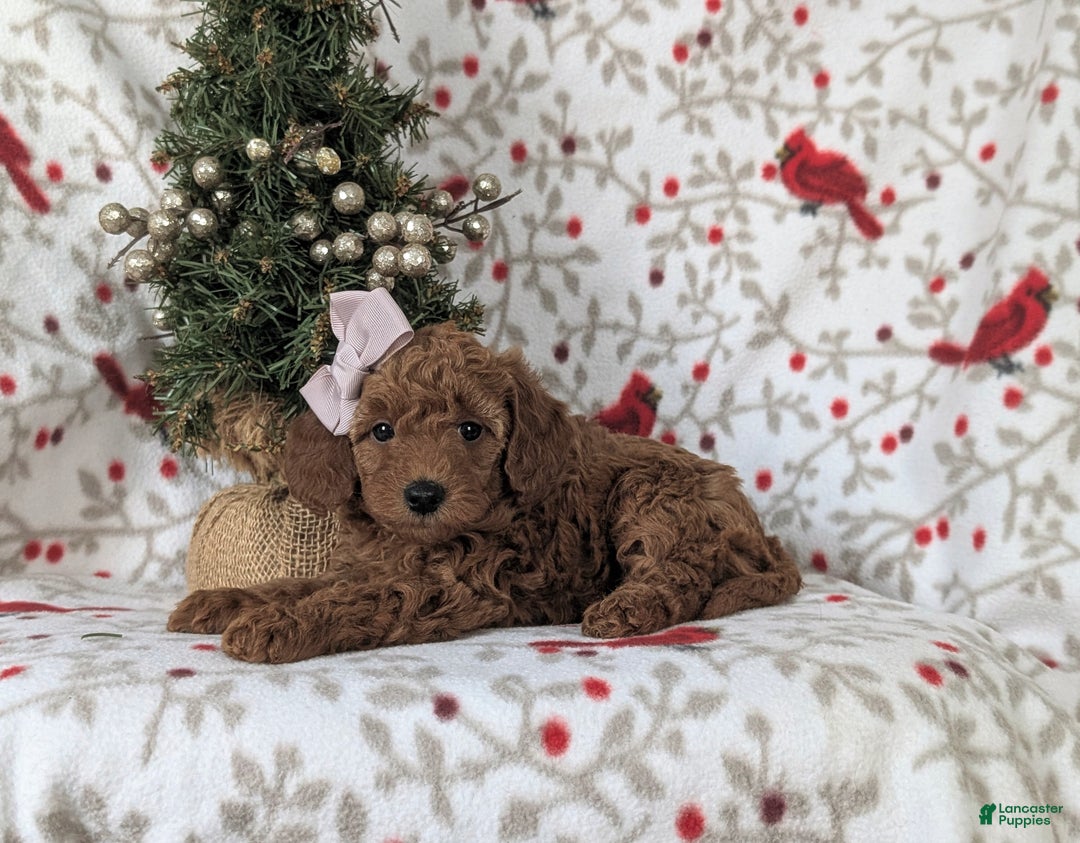 Mixed Breed dogs for sale: Chelsea Hypoallergenic - Ad 6