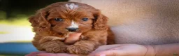 Cavapoo dogs for sale: Kristina   - Ad 5