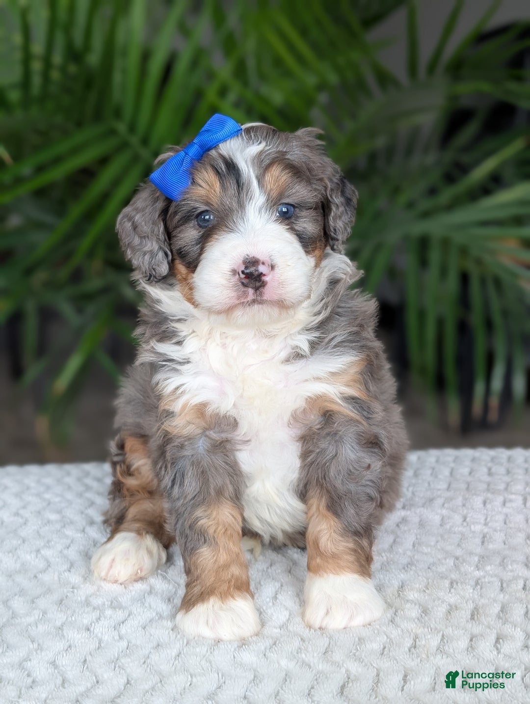 Mini Bernedoodle dogs for sale: Mini Riley  - Ad 19