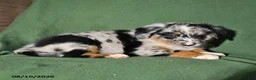 Mixed Breed dogs for sale: Beauty - Ad 4