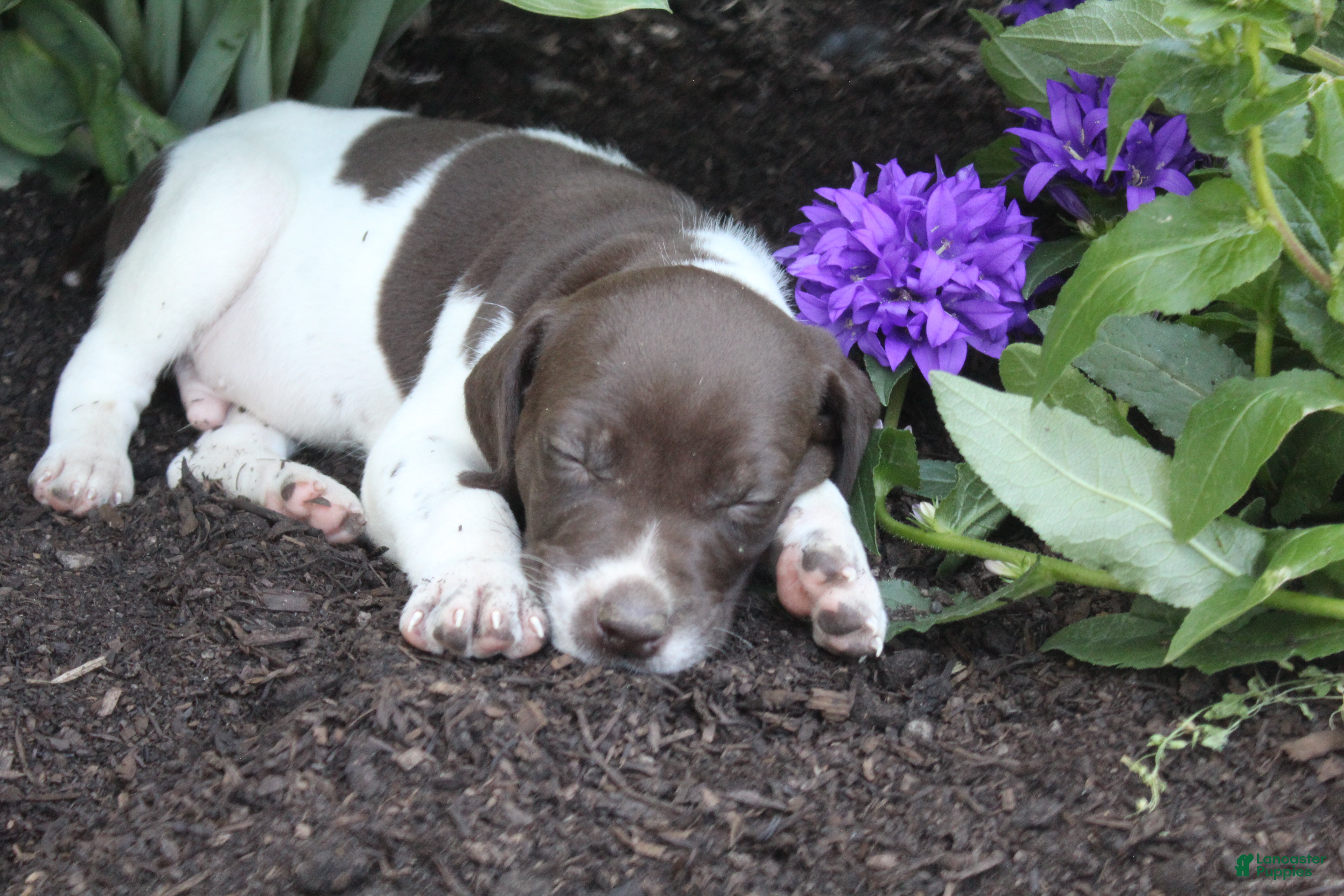 German Shorthaired Pointer dogs Chocolate Chip - Ad 2