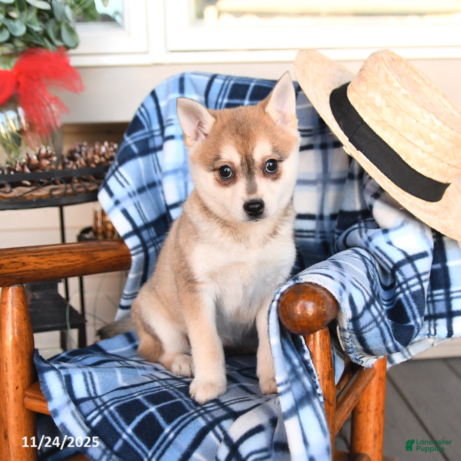 Alaskan Klee Kai dogs Tiffany - Ad 1