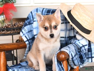 Alaskan Klee Kai dogs Tiffany - Ad 5