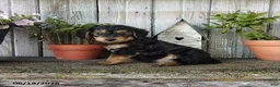 Yorkiepoo dogs for sale: Chase - Ad 3