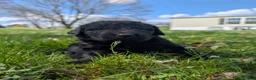 Newfoundland dogs for sale: Hayden - Ad 14
