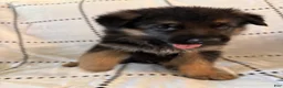 German Shepherd dogs for sale: Oakley (black collar) - Ad 4