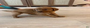 Golden Retriever Puppy 9