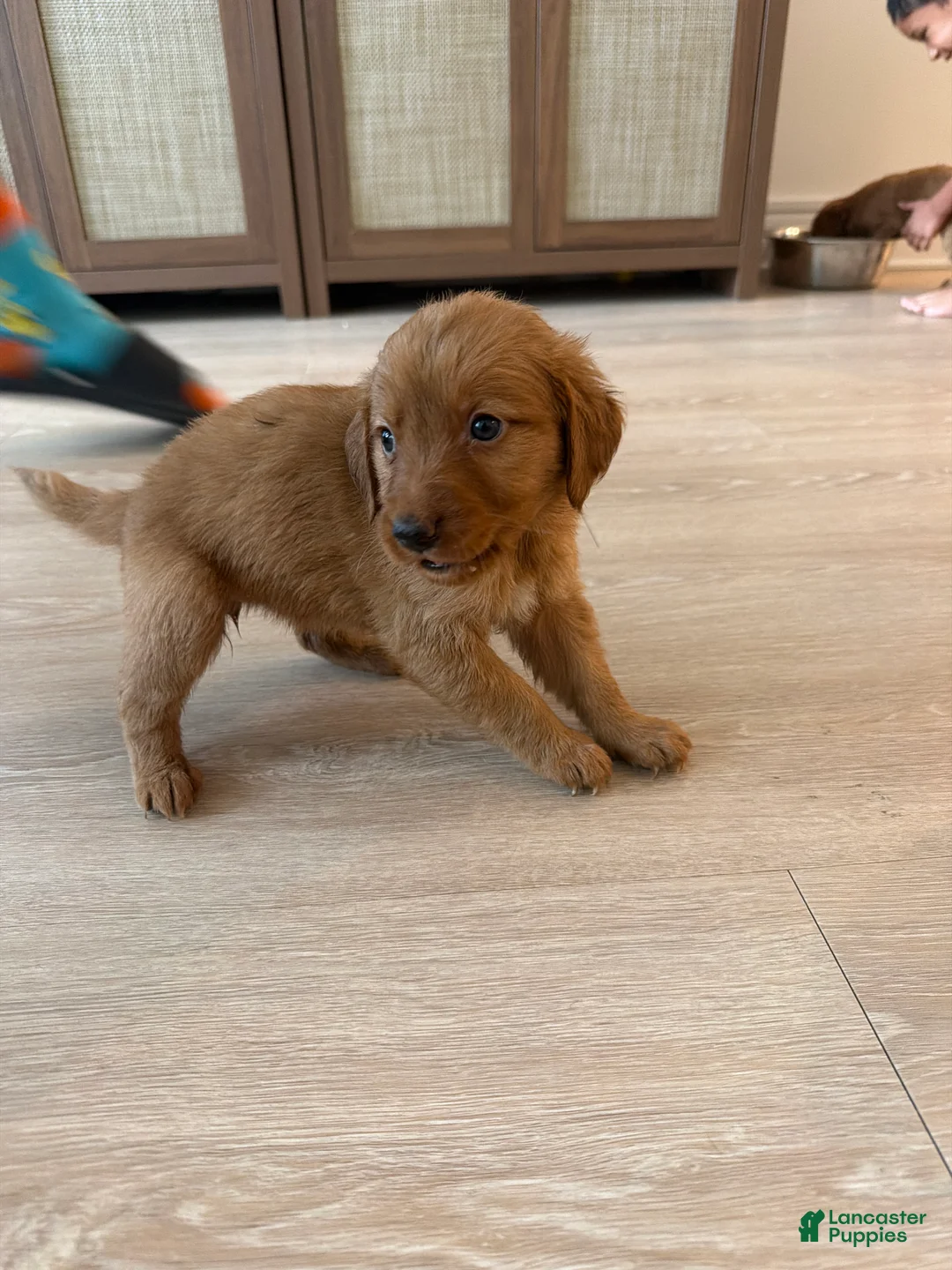 Golden Retriever dogs for sale: Golden Retriever Puppy 9 - Ad 1