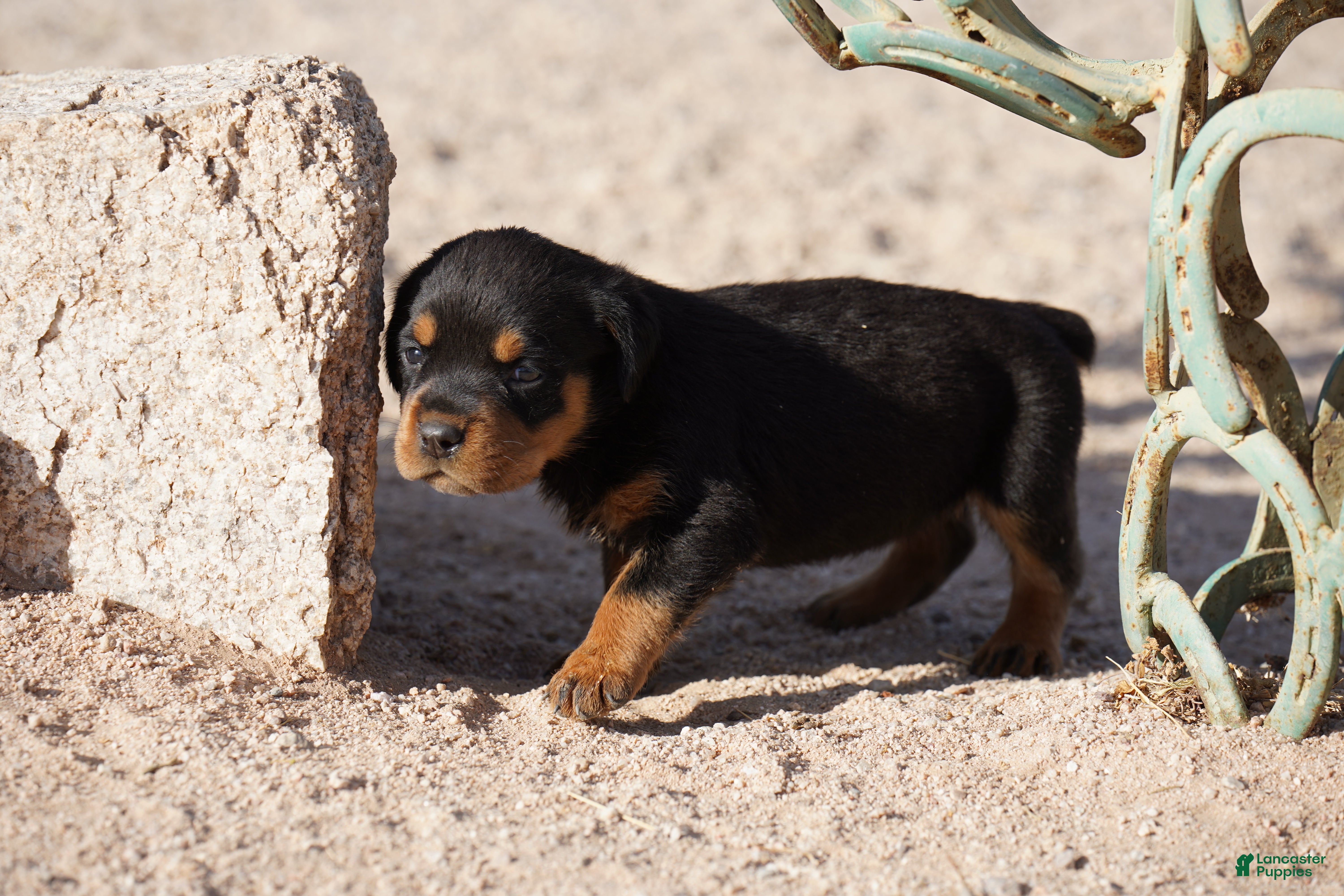 Rottweiler dogs Rott F1 - Ad 9