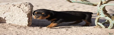Rott F1