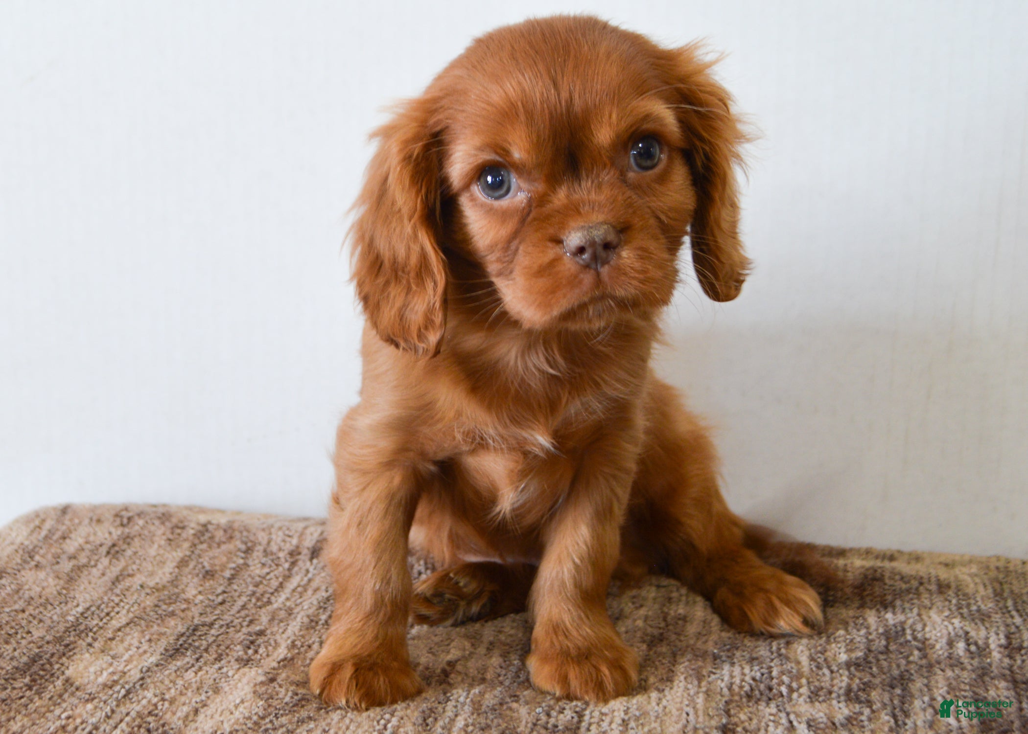 Cavalier King Charles Spaniel dogs Buddy - Ad 12