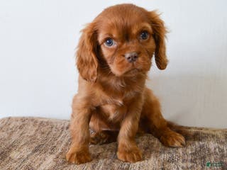 Cavalier King Charles Spaniel dogs Buddy - Ad 14