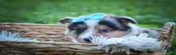 Mixed Breed dogs for sale: Graham🐶 - Ad 10