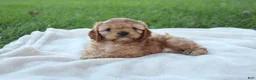Cavapoo dogs for sale: Daisy - Ad 2