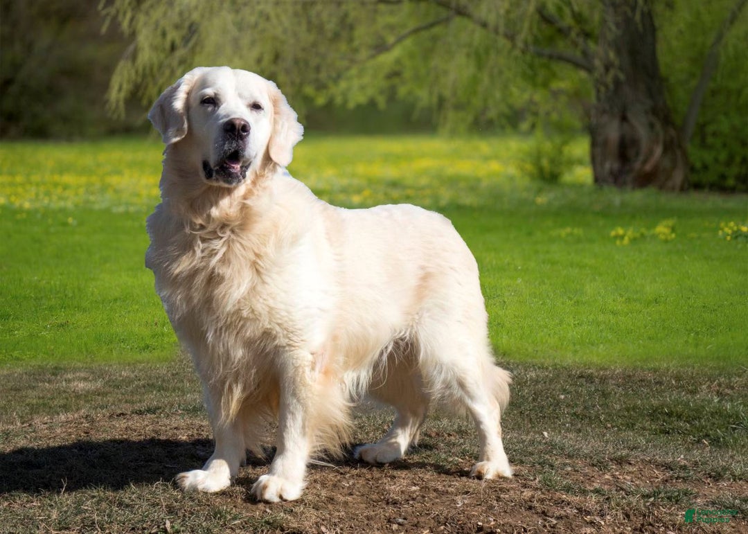 Golden Retriever dogs for sale: Chase - Ad 9