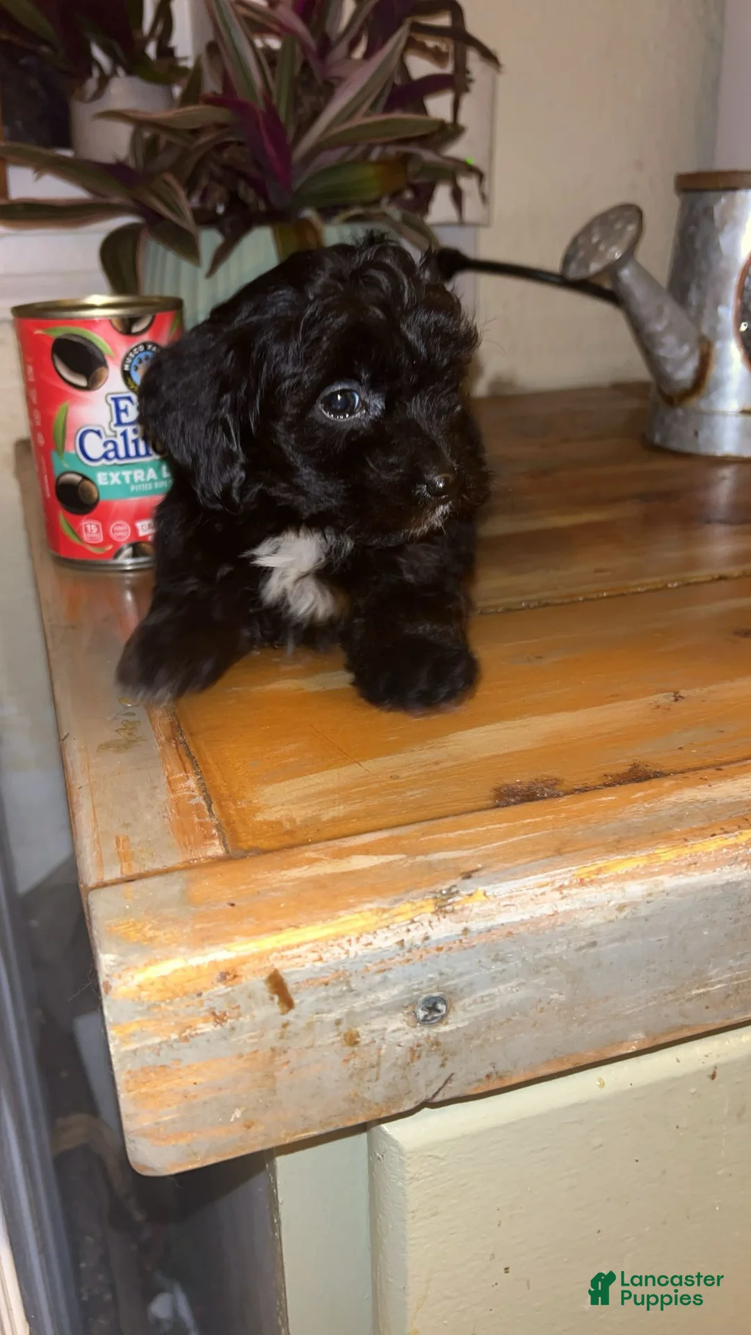 Mixed Breed dogs for sale: Puppy 2  toy aussiedoddle - Ad 6