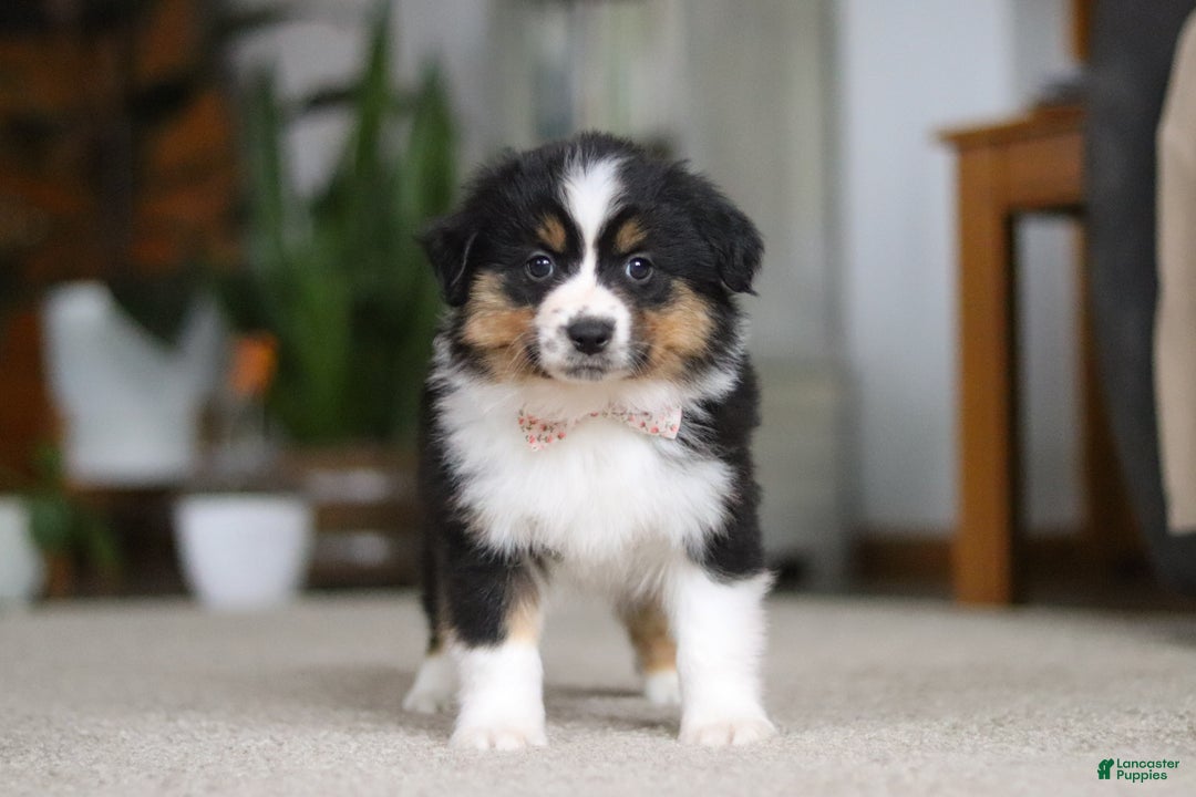 Miniature Australian Shepherd dogs for sale: Macy - Ad 7
