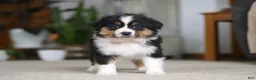 Miniature Australian Shepherd dogs for sale: Macy - Ad 7